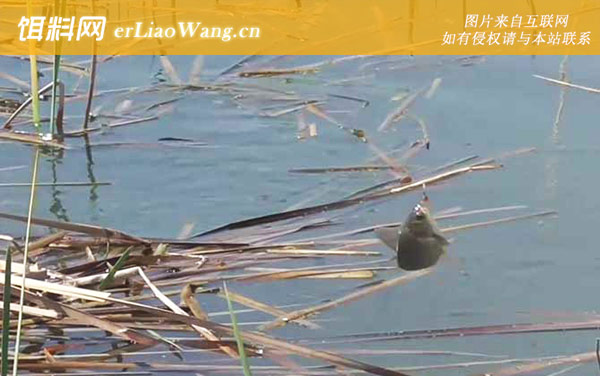 春季钓鱼:饵料配方