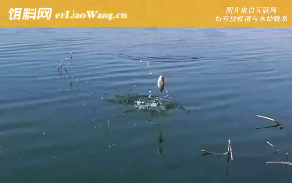 春天钓鱼:打窝方法