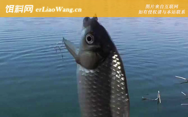 春天钓鱼:窝料选用