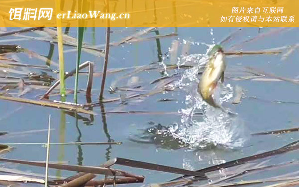 春季水库钓鱼如何选择钓位-河汊口