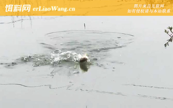 二月钓鱼:饵料配方