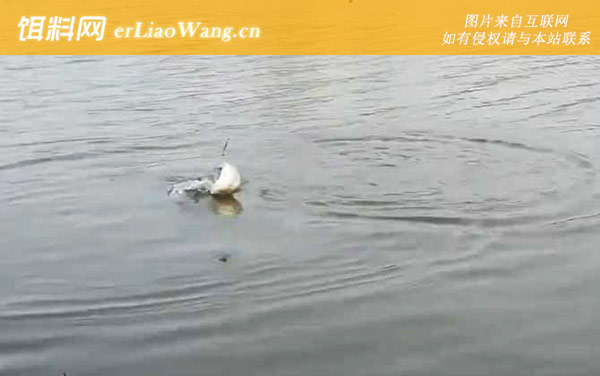 二月份钓鱼:钓点选择