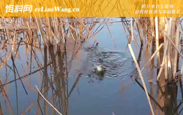 二月份钓鱼:天气论述