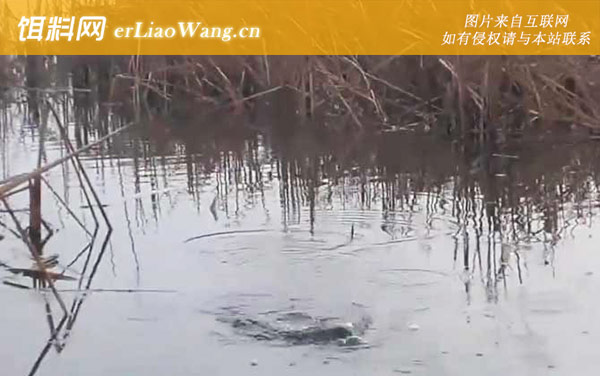 二月份钓鱼:钓点选择