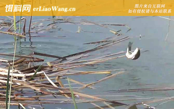 二月份钓鱼:钓点选择