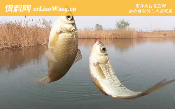 三月份用什么味型饵料钓鱼-窝料选用