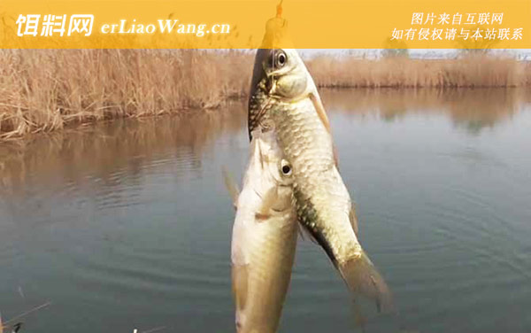 三月钓鱼:饵料配方