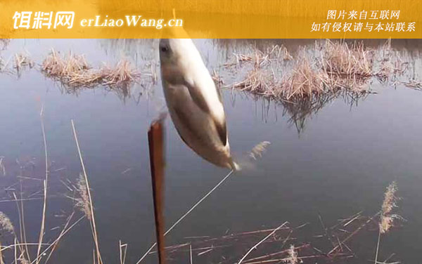 三月钓鱼:饵料配方