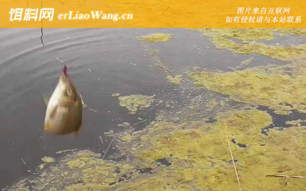 三月钓鱼:饵料配方