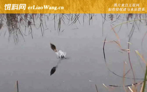 四月钓鱼:风向问题