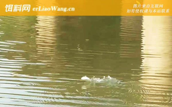 四月钓鱼:窝料选用