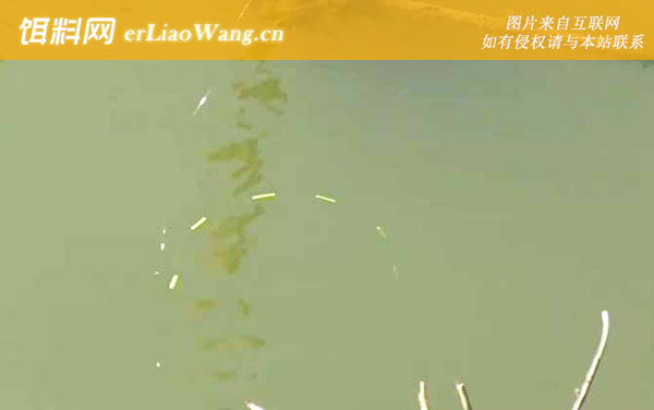 四月钓鱼选择什么位置最好-老钓位