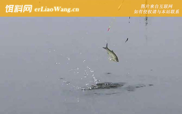 四月份钓鱼:窝料选用