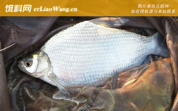 四月份钓鱼:饵料选用