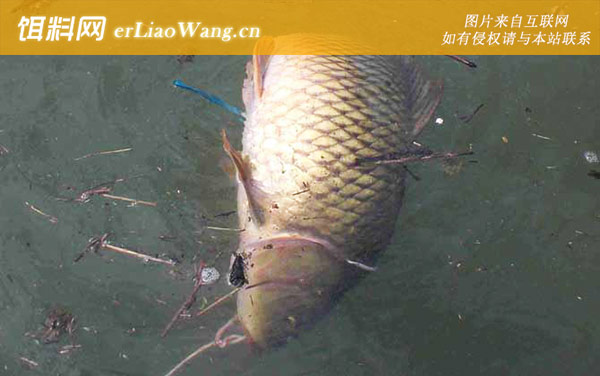 四月份钓鱼:饵料选用