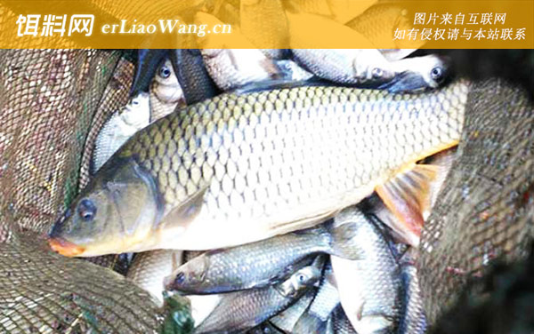 四月份钓鱼:钓具搭配