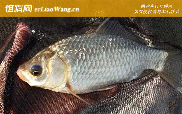 四月钓鱼:最佳天气