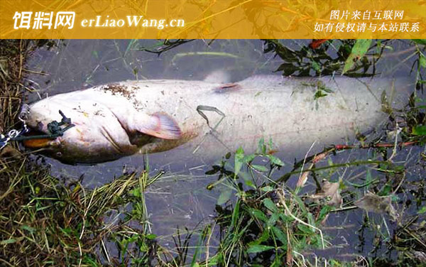 初夏什么鱼好钓-鲶鱼