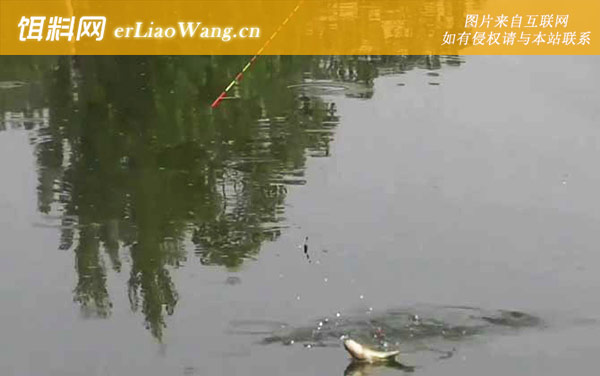 初夏钓鱼:钓点选择