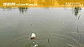《初夏钓鱼最佳时间是什么时候?》封面图