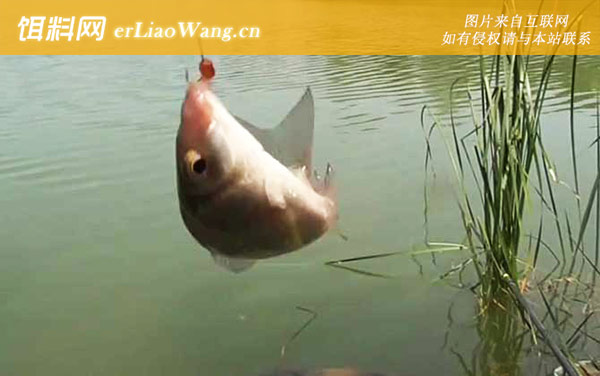 初夏钓鱼:钓点选择