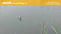 初夏钓鱼钓上风口还是下风口?