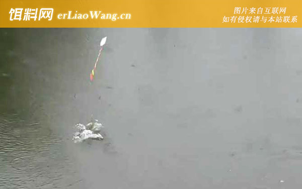 初夏钓鱼:河汊口