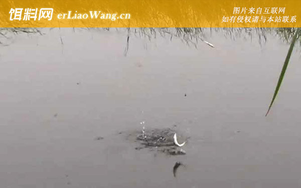 夏季钓鱼:饵料选用