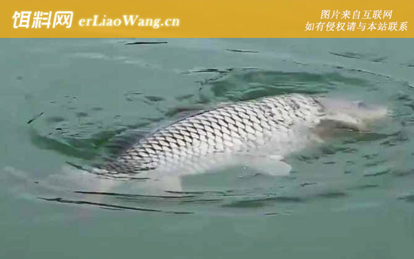 夏季钓鱼:河汊口