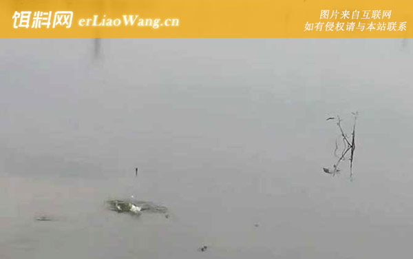 六月钓鱼技巧和方法-窝料