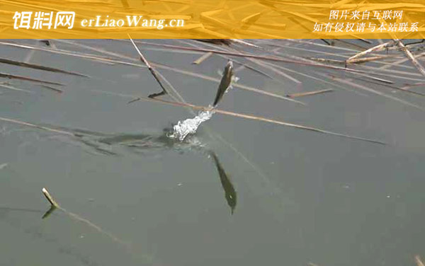 初秋钓鱼技巧及方法-窝料