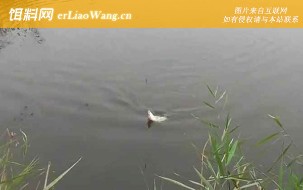 深秋钓鱼:河汊口