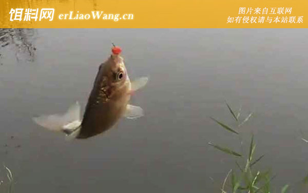 深秋钓鱼:老钓位