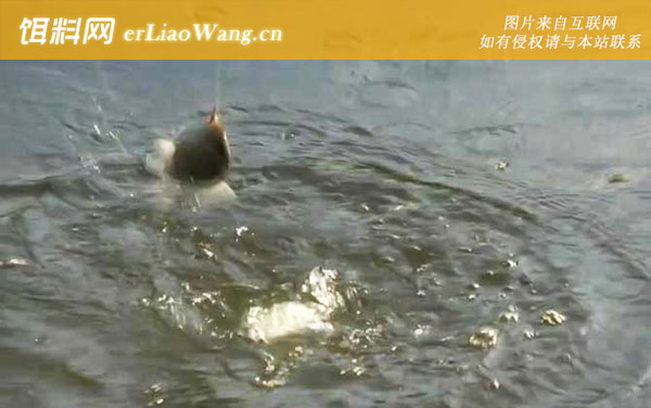 深秋钓鱼:饵料选用