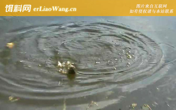 深秋钓鱼:钓点选择