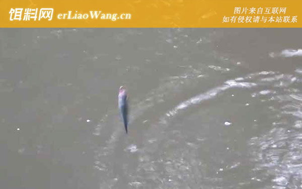 深秋钓鱼:钓点选择