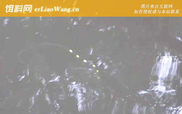 深秋钓鱼什么时间段比较好-饵料配方