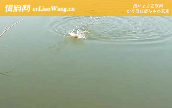 秋季钓鱼口诀大全-钓位