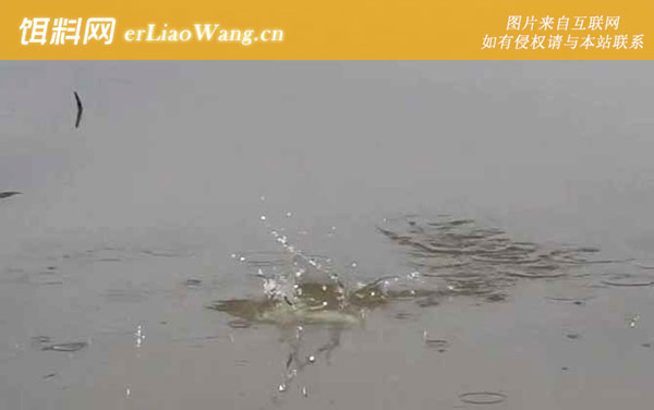 秋季钓鱼:饵料配方