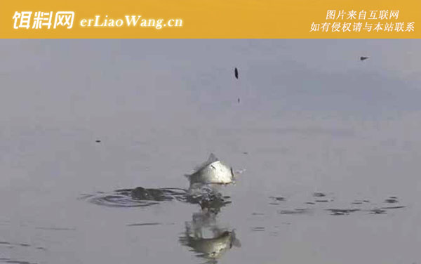 秋季钓鱼:钓点选择