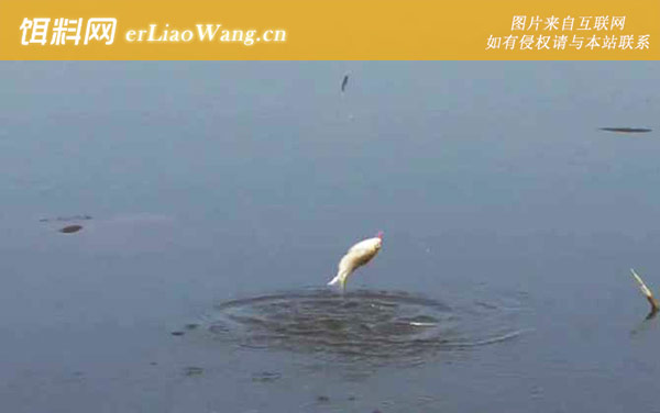 秋季钓鱼:钓点选择