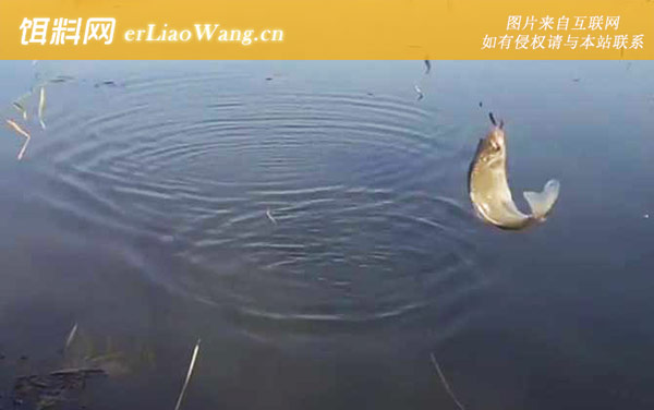 秋季钓鱼:窝料选用