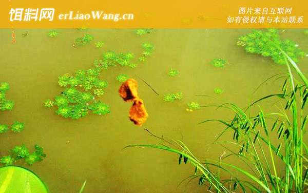 经典配方:商品饵料