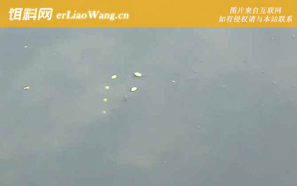 秋季钓鱼:老钓位