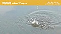 《秋季钓鱼钓底还是钓浮?》封面图