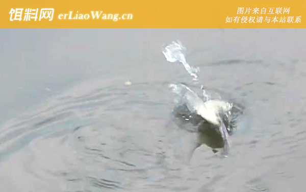 秋季钓鱼:出钓时间