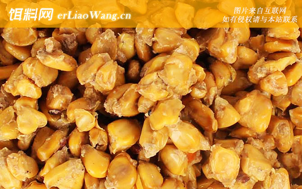 秋季钓鱼用什么窝料最好-酒糟