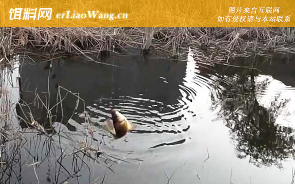 八月钓鱼:钓点选择