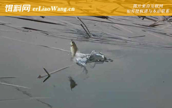 八月钓鱼:饵料配方