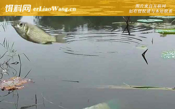 八月份钓鱼:最佳天气